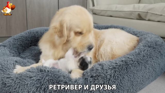 Золотистый ретривер и его друзья милые питомцы 🐕 выпуск (194)