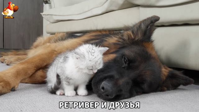Золотистый ретривер и его друзья милые питомцы 🐕 выпуск (193)