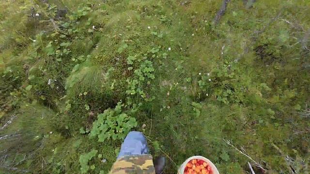 За морошкой