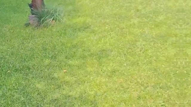 1000029387.mp4 (Собака наблюдает за креплением имитации бруса, планированием каркаса в доме А-фрейм)