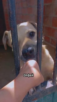 "Дар Орфея. Или Орфей в дар" ❥ Приют в Малинках