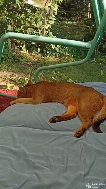 крылатые КАЧЕЛИ 😺👍👌