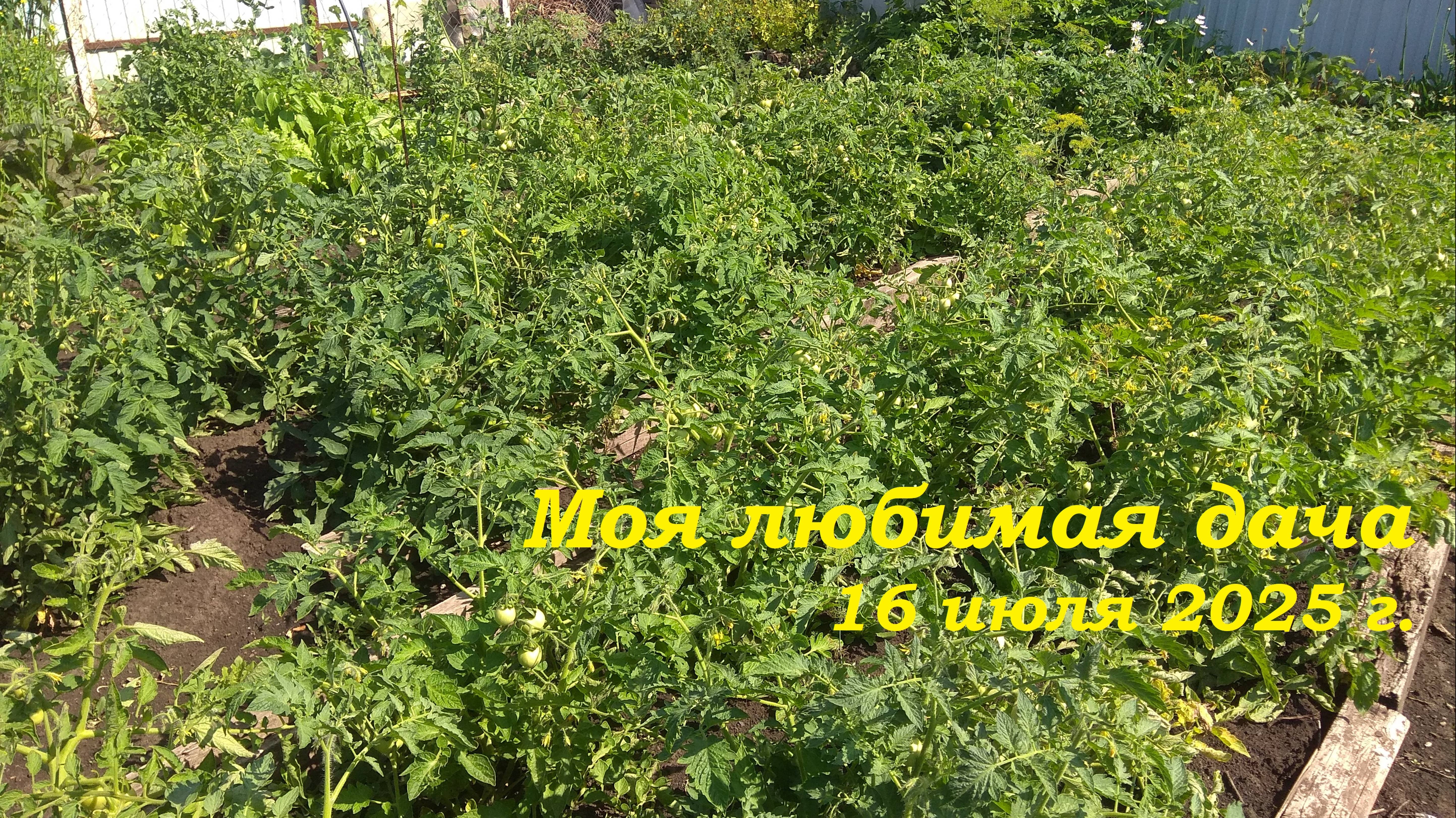 16.07.2025 _ Моя любимая дача