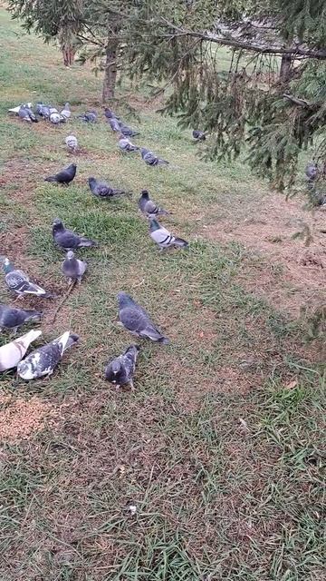 1000014032.mp4