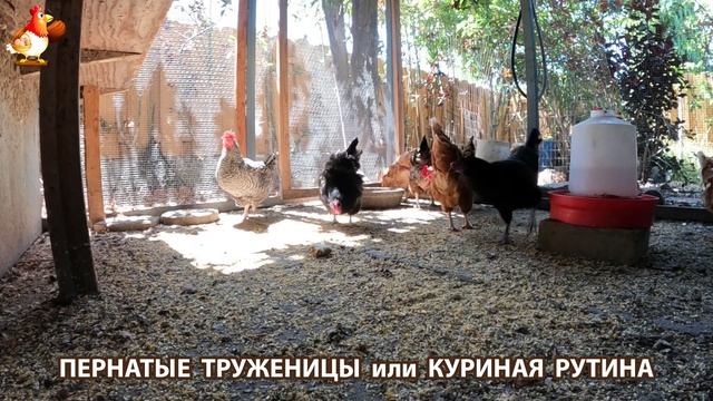 Куры несушки свободного выгула и их обычная куриная рутина – эпизод (532)
