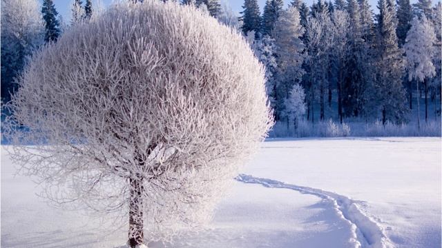 Снежная симфония.
