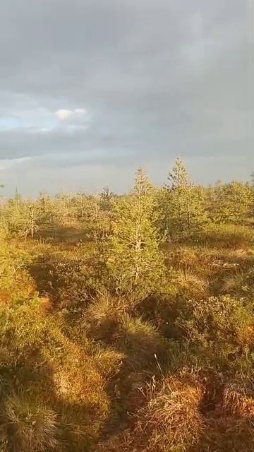 Разведка на болоте 4