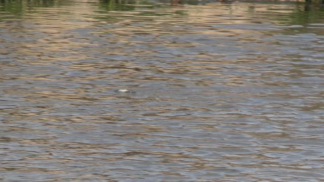 Водяные ужи охотятся на рыб в реке в Сочи. 🐍🐟🌊