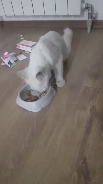 На Текстильщике (Донецк)
нашли невероятно ласкового котика-подростка с оранжевыми глазками. Забрала
