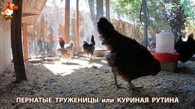 Куры несушки свободного выгула и их обычная куриная рутина – эпизод (531)