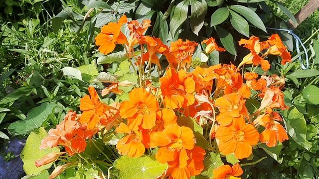 Яркие краски лета🌺🌺🌺 В гостях у мамы❤️