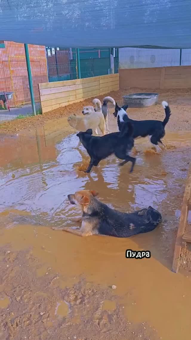 "Неугомонные" ❥ Приют в Малинках