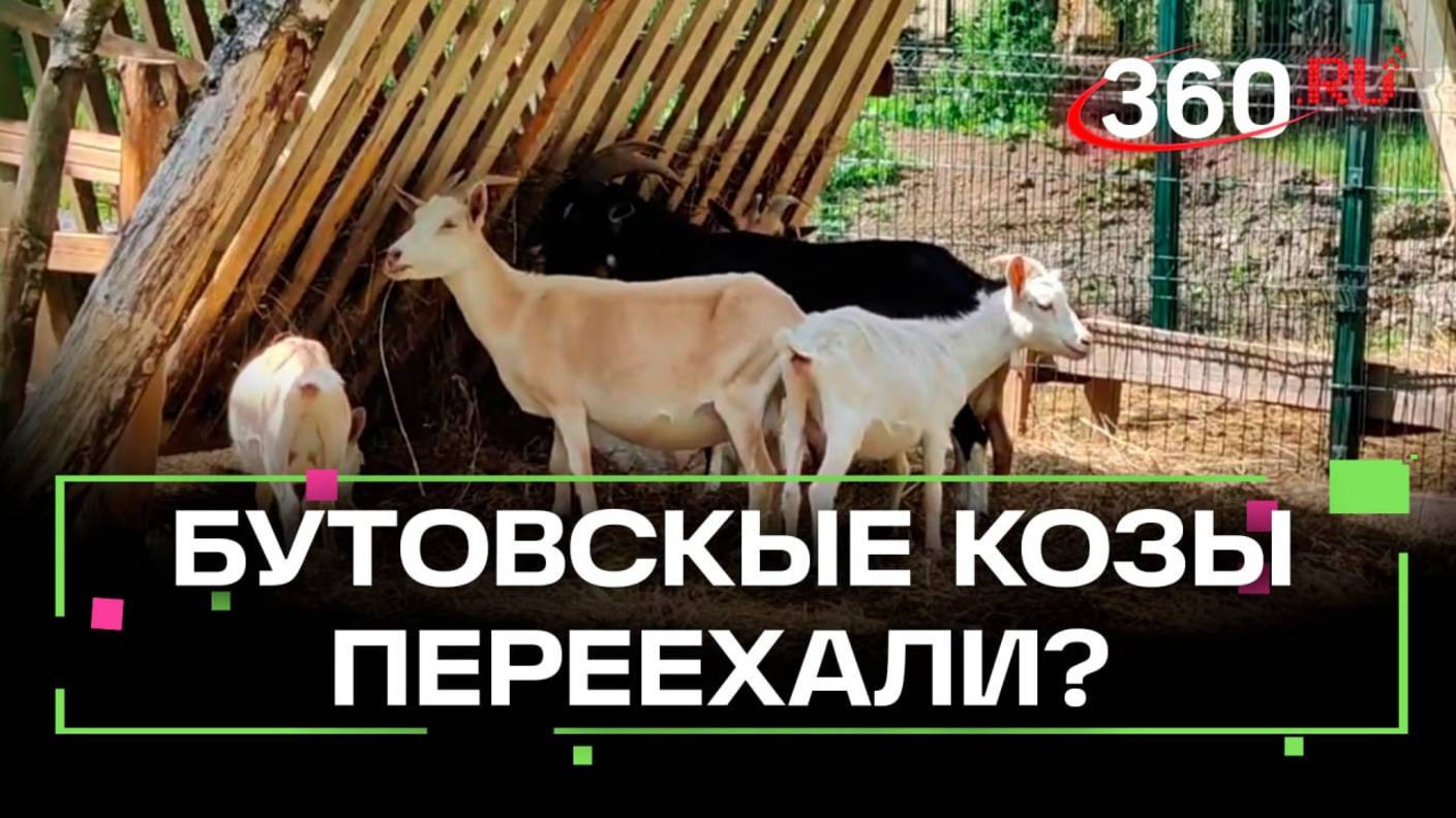 Бутовские козы: где они теперь? Комментарий хозяина