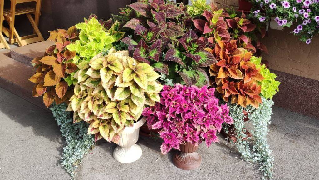 Не нужно УДОБРЯТЬ КОЛЕУСЫ в саду. Как выращиваю шикарные яркие кусты. Мой уход. Полив и обработки.