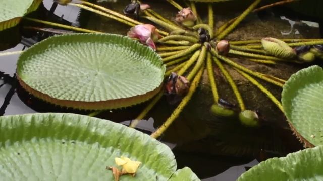 10 САМЫХ НЕОБЫЧНЫХ РАСТЕНИЙ В МИРЕ