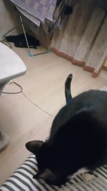 КИТТИ