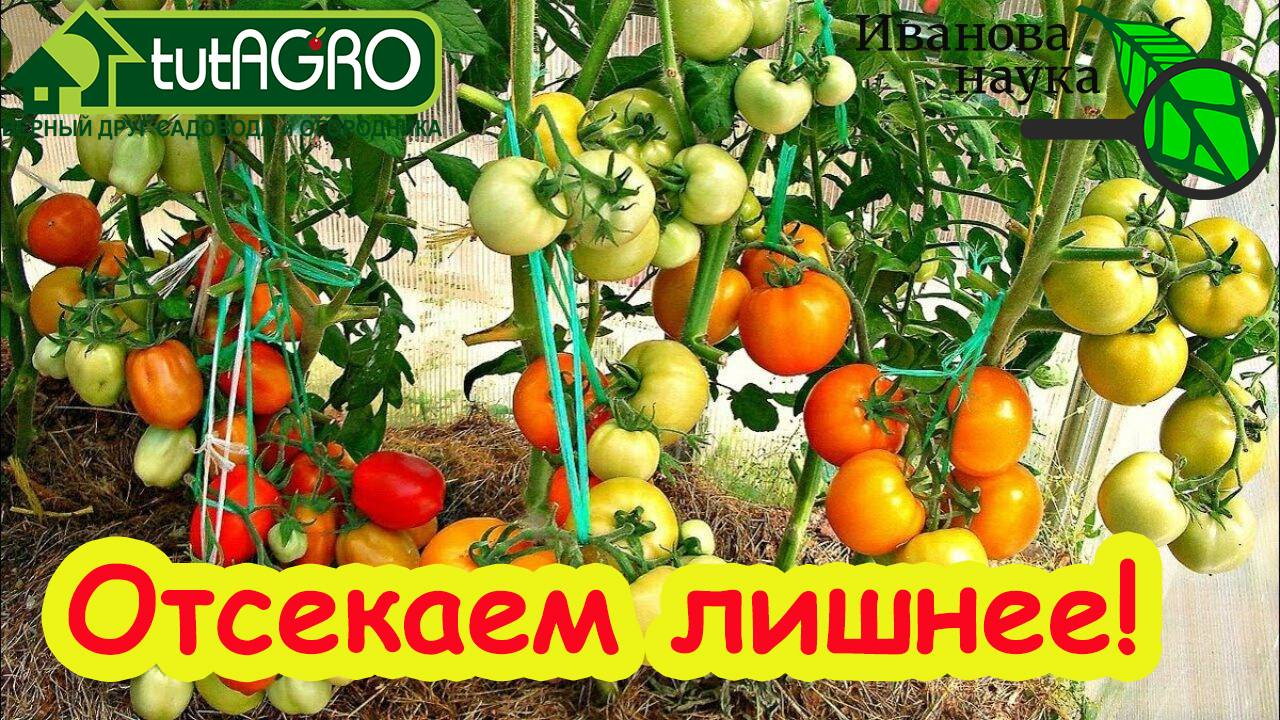 УДАЛЯЕМ ЛИШНЕЕ У ТОМАТА. Отсеките это у томата и урожай сразу больше и вкуснее!