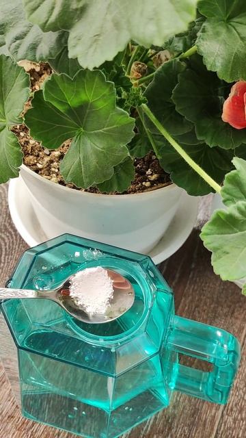 Лучшая таблетка для комнатных растений, все цветы ярко и пышно цветут, здоровые, шикарные!