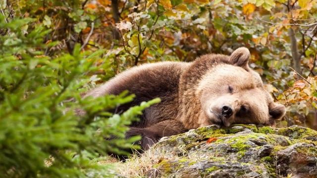 50 самых странных законов в США