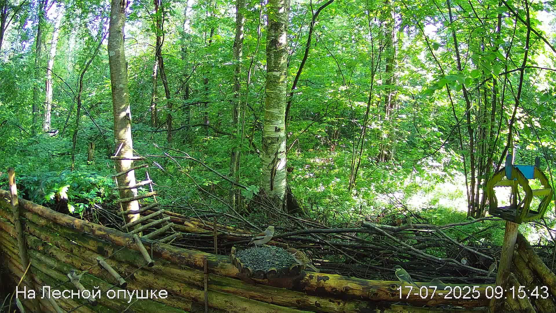 ☀️ЛЕТО в ЛЕСУ онлайн #Relaxing #природа #звуки леса #птицы #погода