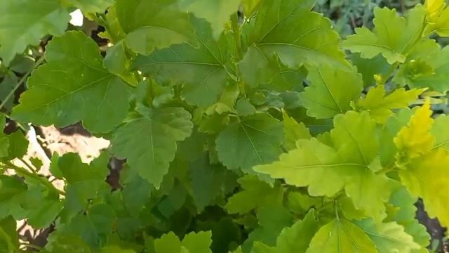 Цветет ампельный портулак. Травушка-муравушка .