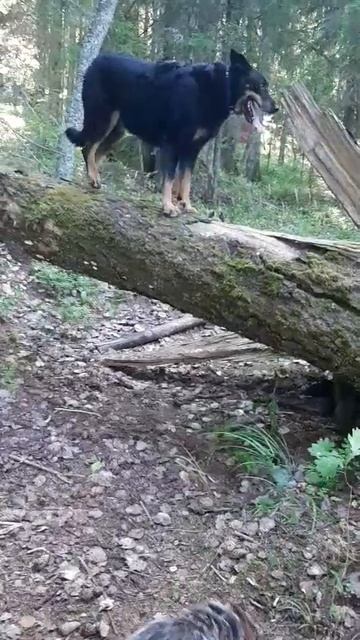 Мэничка талант #босерон_питбуль #МэниГуля #собаки #прогулка #природа #дрессировка