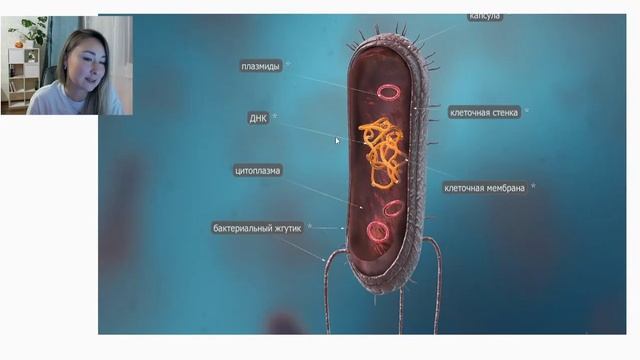 БАКТЕРИИ (1)