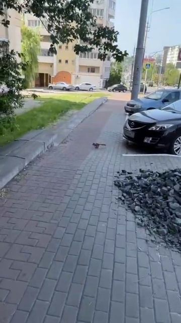 Отчаянная белка