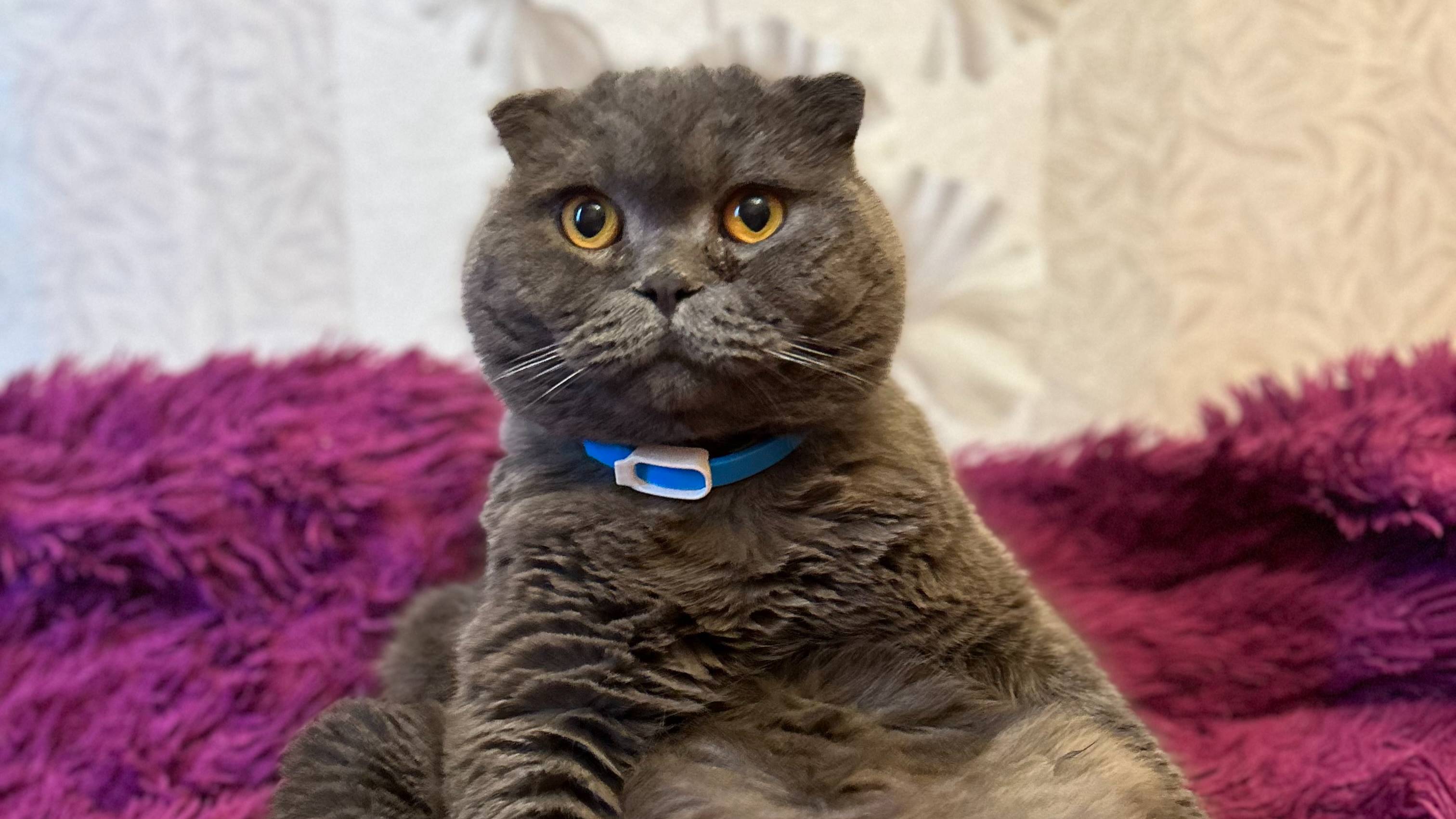 Мой кот Лев. Дарья Будаева