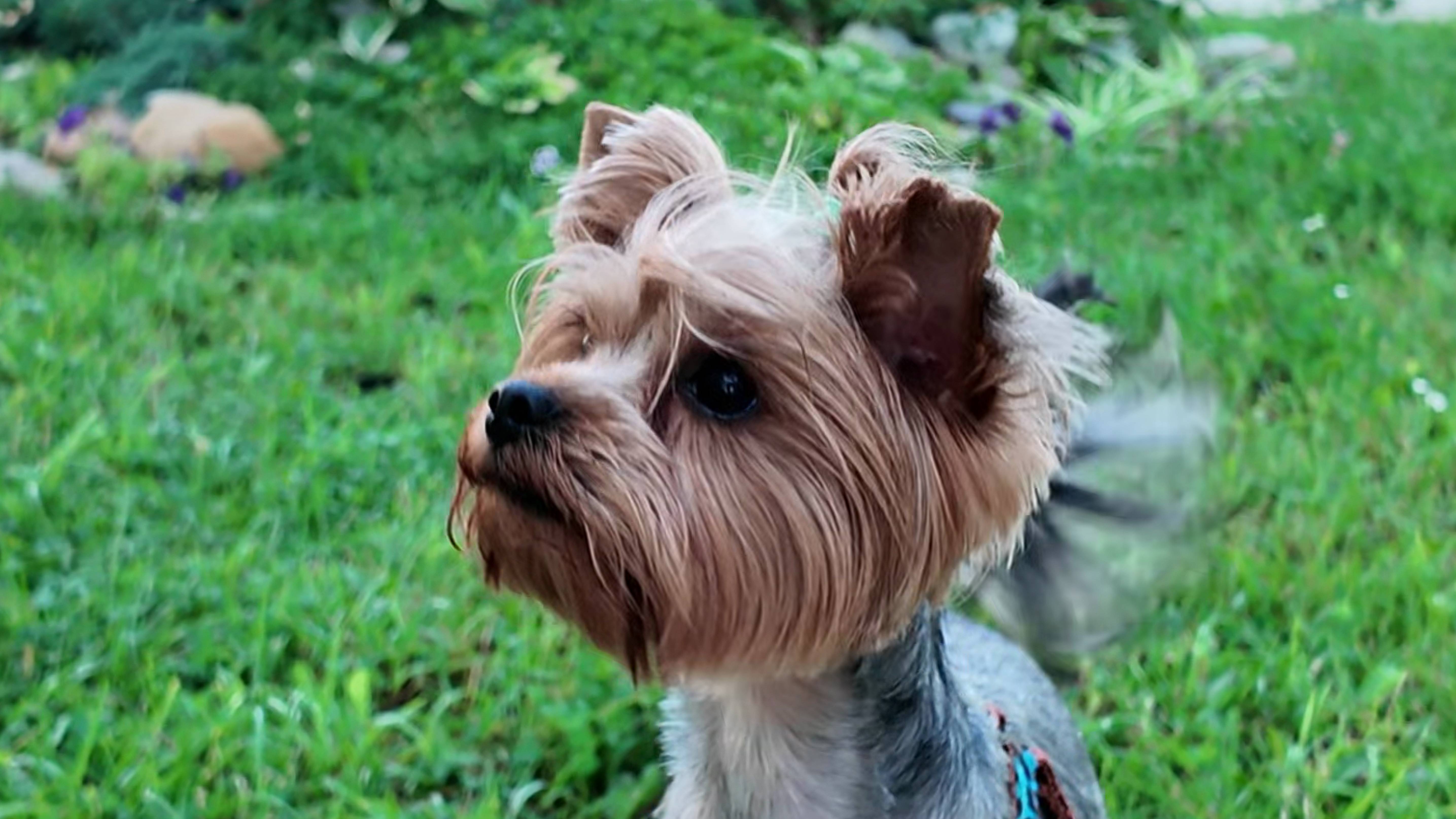 Выгул с собакой — не просто прогулка, а приключение! 🐕🌿