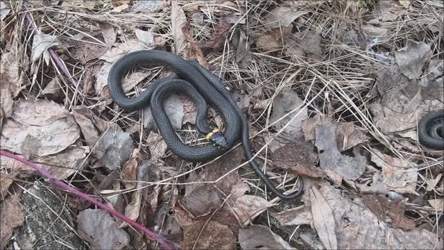 Разлив р. Мокша и ЗМЕИ wild snakes