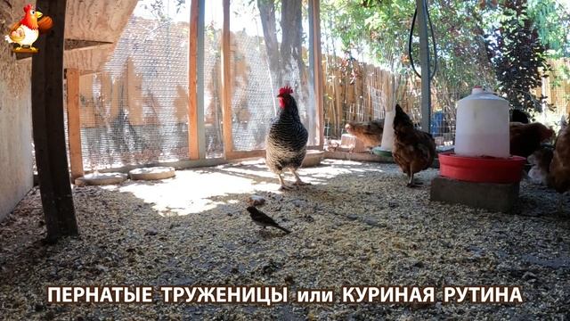Куры несушки свободного выгула и их обычная куриная рутина – эпизод (533)