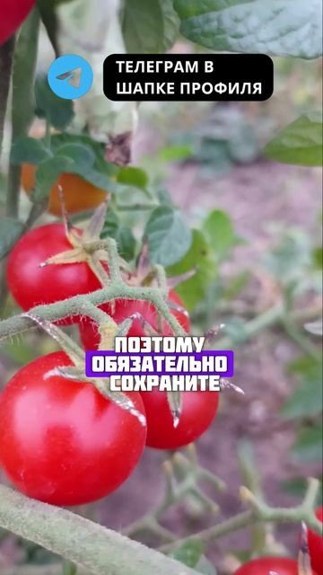 ПОМИДОРЫ БЕЗ УМА от этой подкормки в жаркий июль!