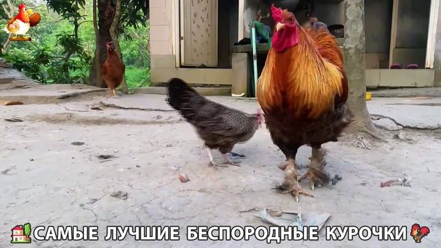 Цыплята и Курочки селяночки лучшие беспородные несушки 🥚 (193)