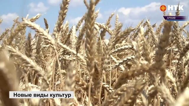 На Башантинском сортоиспытательном участке проводятся испытания новых сортов озимых культур