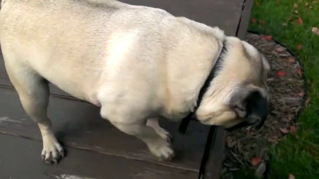 ЗАШКВАЛИВАНИЕ ПСА ВИДЕО ПРИКОЛ
