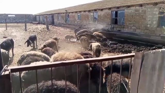 Крымская жизнь!Отдых на Азовском море.