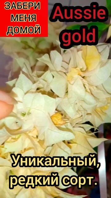 Эксклюзивный сорт