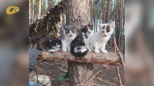 КОШАЧЬЕ СЕМЕЙСТВО БОЙЦОВ СВО ПОПОЛНИЛОСЬ НЕДАВНО РОЖДЕННЫМИ КОТЯТАМИ