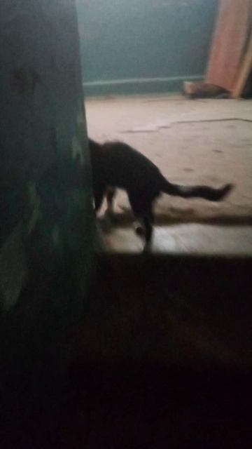 VID_20240624_110836.mp4