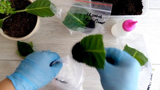 Проблемная Глоксиния. Бутоны есть,но не цветёт. Что делать?