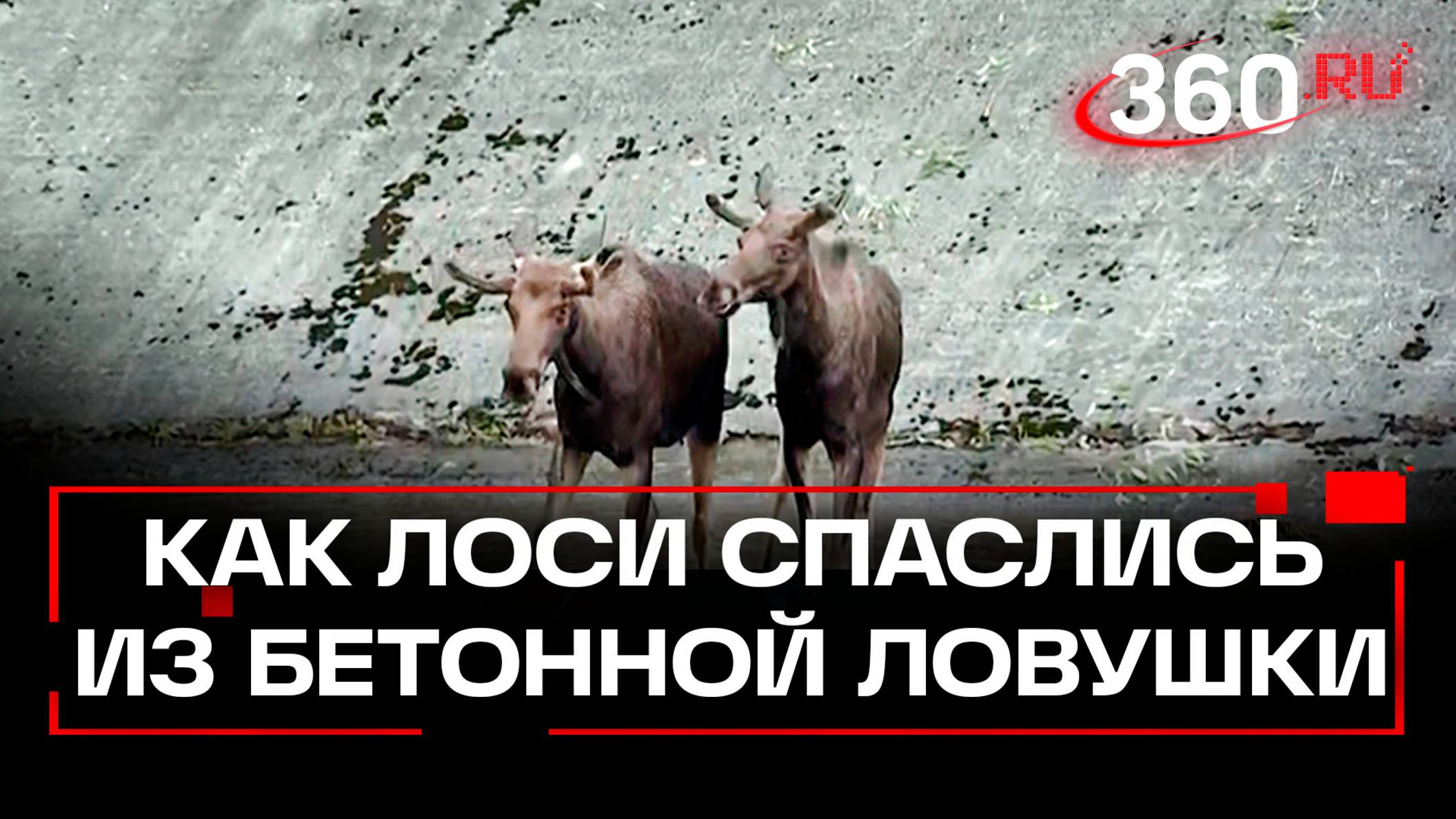 Два лося, бетон и тонны воды: как спасали животных под Истрой