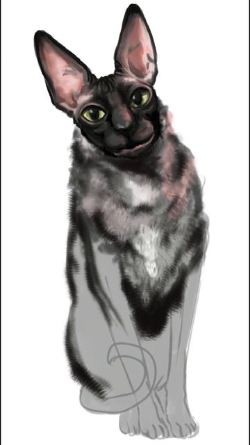Мистер Кот