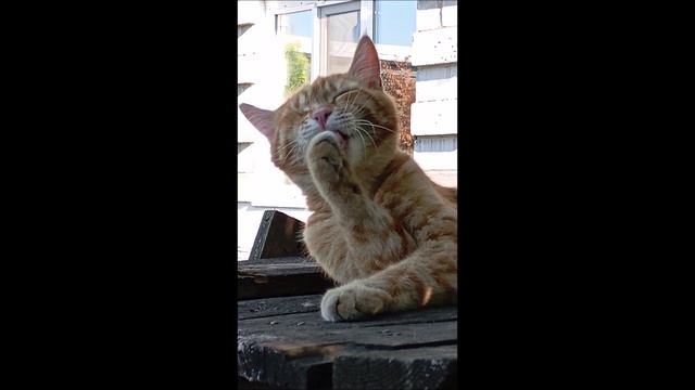 Кот. Фокс