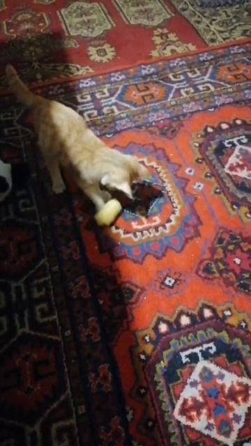 Котики