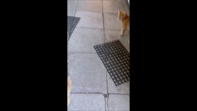 Собака. Кот. Том и коты