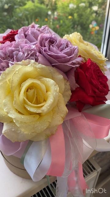 Мои розы первогодки🥀