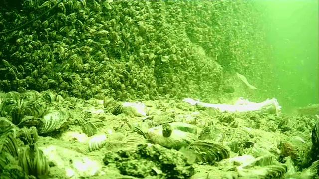 1000046594.mp4Волга гл.5м.17.07.2025г.
