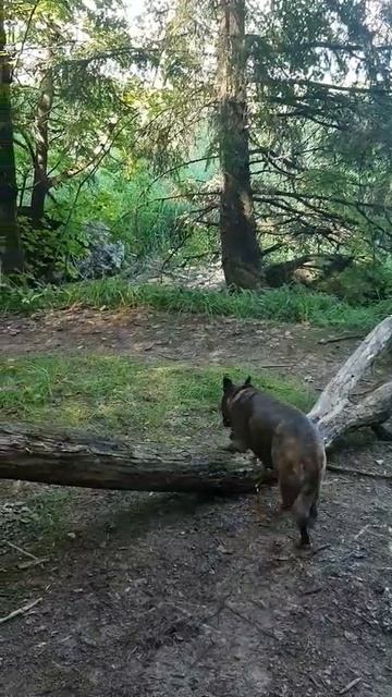 Умнички #босерое_питбуль #собаки #МэниГуля #прогулка #природа