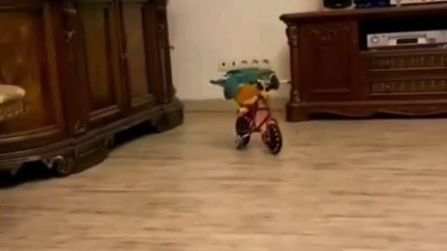 Дерзкий байкер🦜😰😁